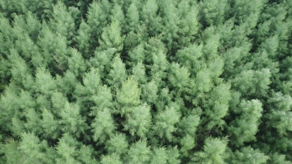 Incendiu devastator la Sacu: un bărbat găsit carbonizat