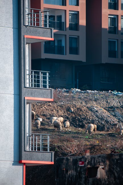 Locuitorii din Cluj-Napoca se plâng de o turmă de oi care le afectează sănătatea