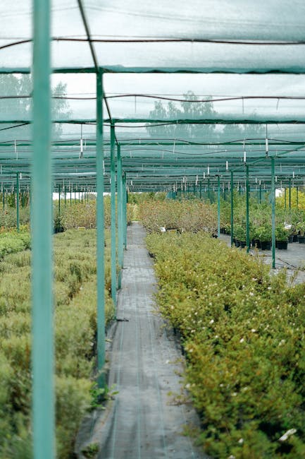 Pitești dă startul unei ere noi în horticultură cu prima seră modernă din ultimele patru decenii