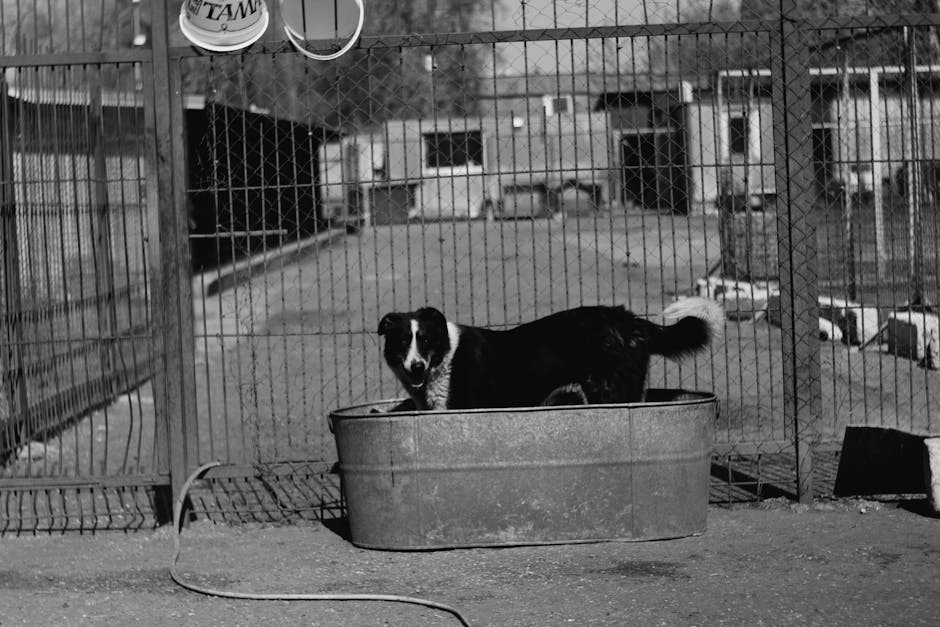 Controale pentru protecția animalelor la Adjud: Poliția aplică amenzi semnificative