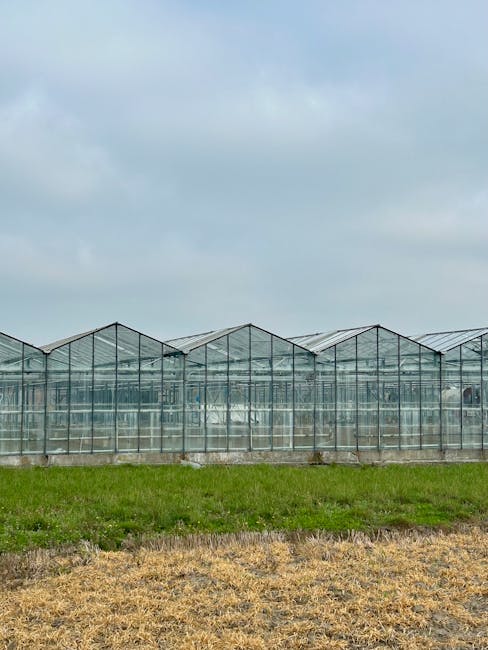 Pitești dă startul unei ere noi în horticultură cu prima seră construită în 40 de ani