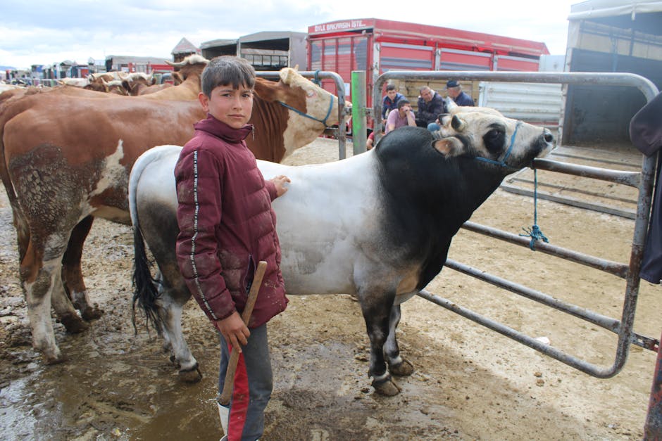 Maramureș revitalizează tradiția cu expoziții de animale în patru localități