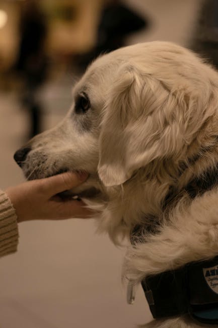 Câinii, capabili să distinga emoțiile umane: un studiu fascinant