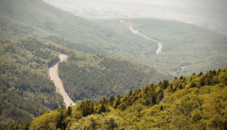 Paltin Sturdza revine în instanță pentru retrocedarea unei vaste păduri din Bacău