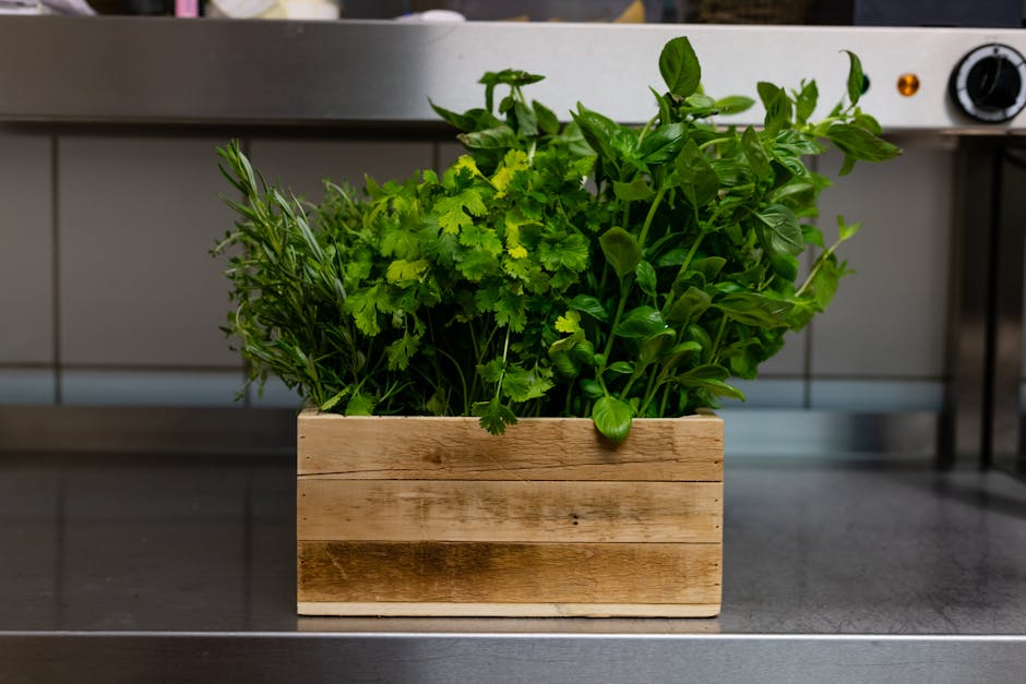 Descoperă cele mai esențiale plante aromatice pentru bucătăria ta