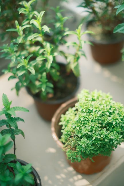 Descoperă cum să cultivi plante aromatice acasă pentru un gust desăvârșit