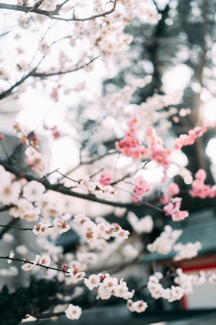 Descoperă tradiția japoneză Hanami în inima Timișoarei