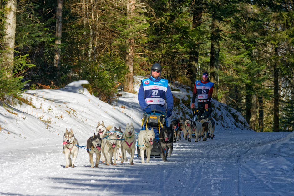 Craiova se pregătește pentru o competiție internațională de salvare canină de excepție