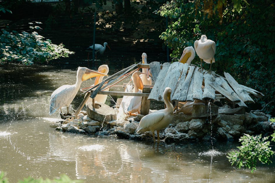 Investiție de 3 milioane de euro pentru modernizarea Grădinii Zoologice din Călărași