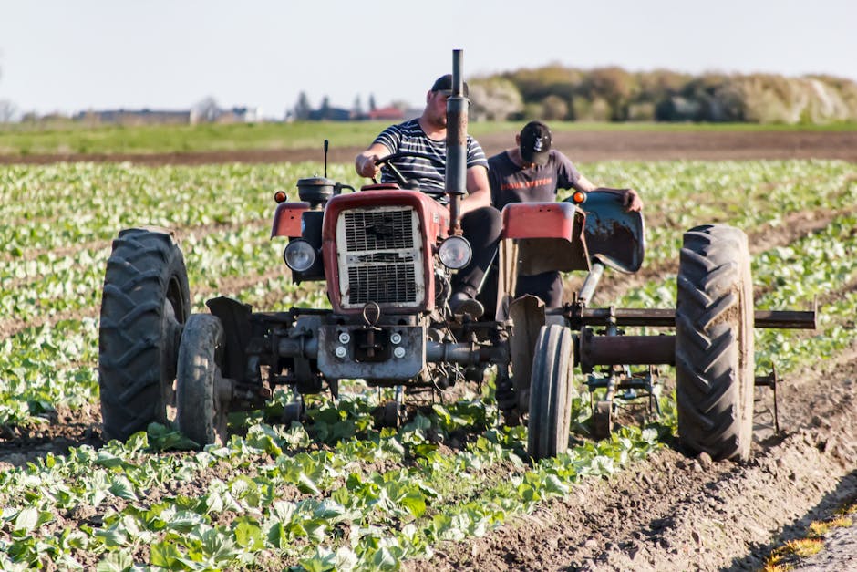 Salarii atractive în agricultură, dar lipsa de angajați devine o problemă majoră