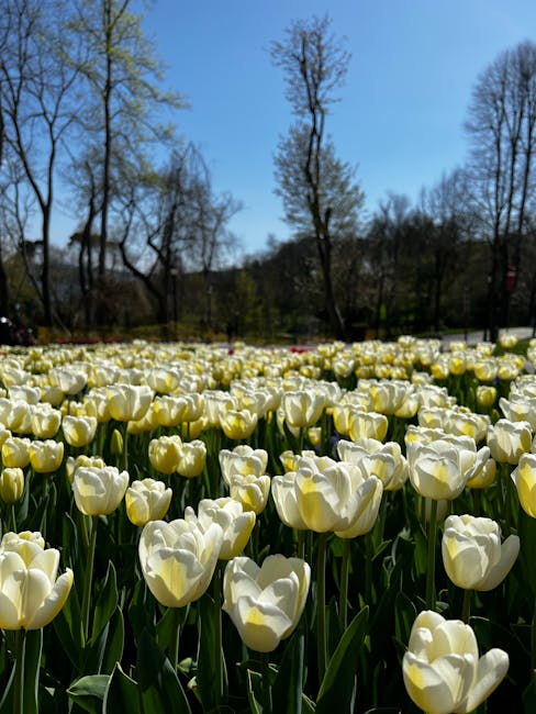 Descoperă parcul cu lalele din Timișoara, o oază de frumusețe și culori