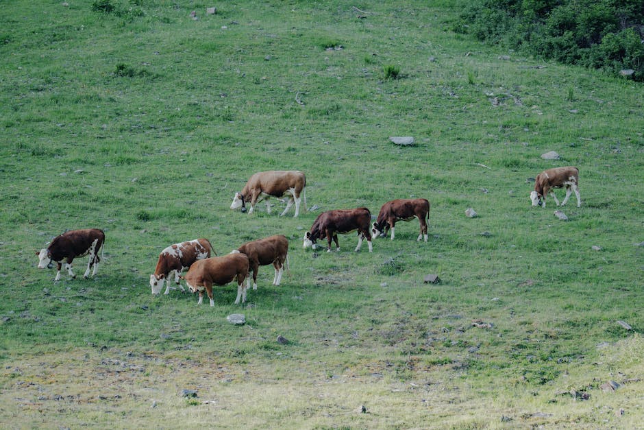 Crescătorii de animale din Răcovița pot închiria pășuni: află ce trebuie să faci