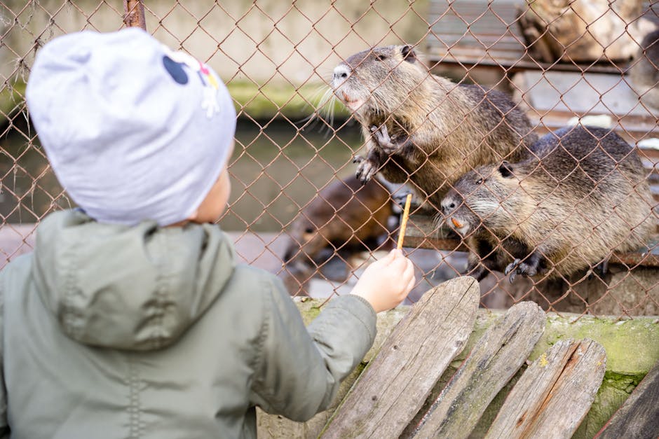 Descoperă programul special de Paște la ZOO Brașov – vizitează animalele zilnic!