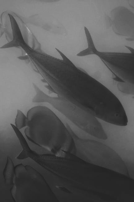 Noi specii de pești exotic în Marea Neagră: cocoșelul de mare și hiena de mare impresionează