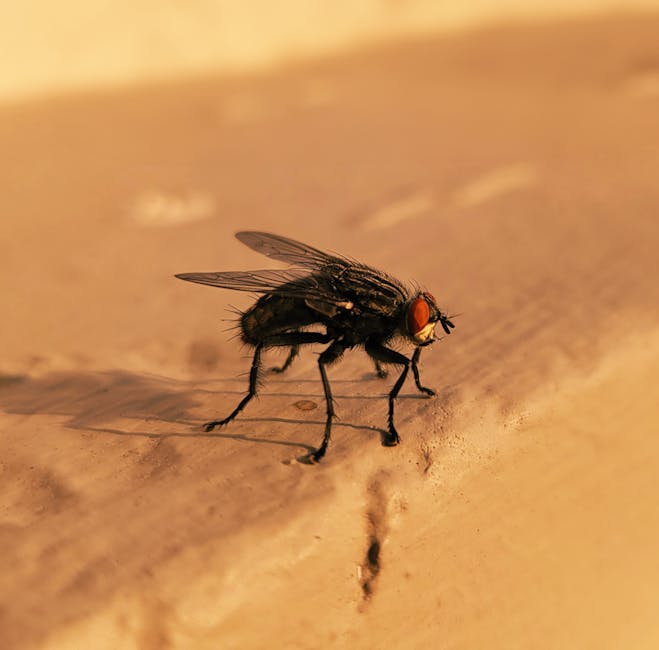 Constanța își intensifică lupta împotriva insectelor: dezinsecție programată pe 14 și 15 septembrie