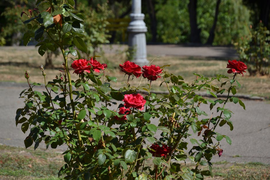 Parcul Rozelor din Timișoara revine la viață cu mii de trandafiri plantați