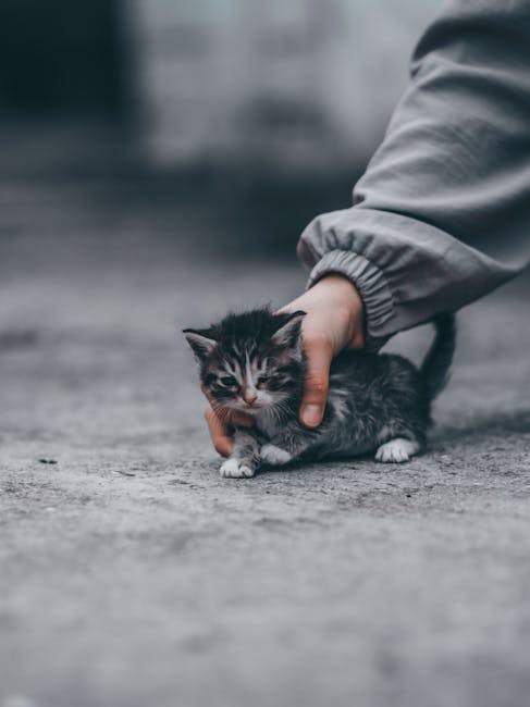 Pui de pisică salvat de la moarte în Râșnov: o poveste emoționantă