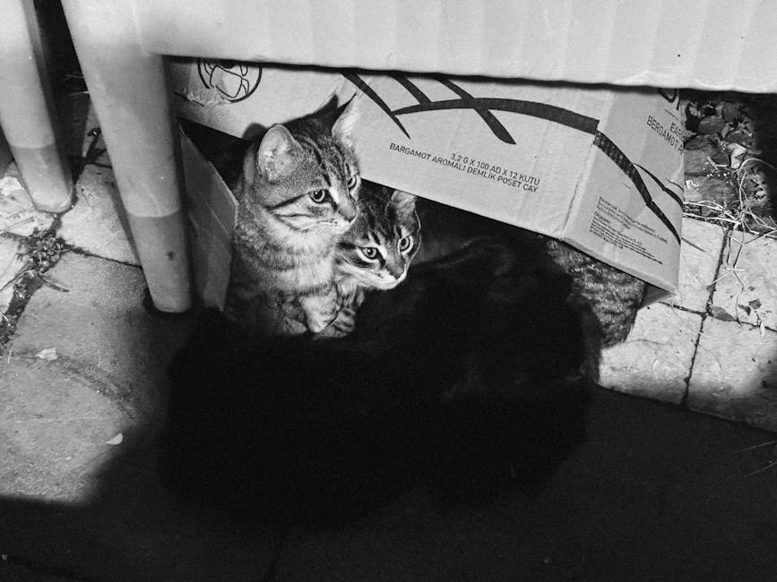 Cleo, pisica salvatoare, a dispărut! Ajută-ne să o găsim!