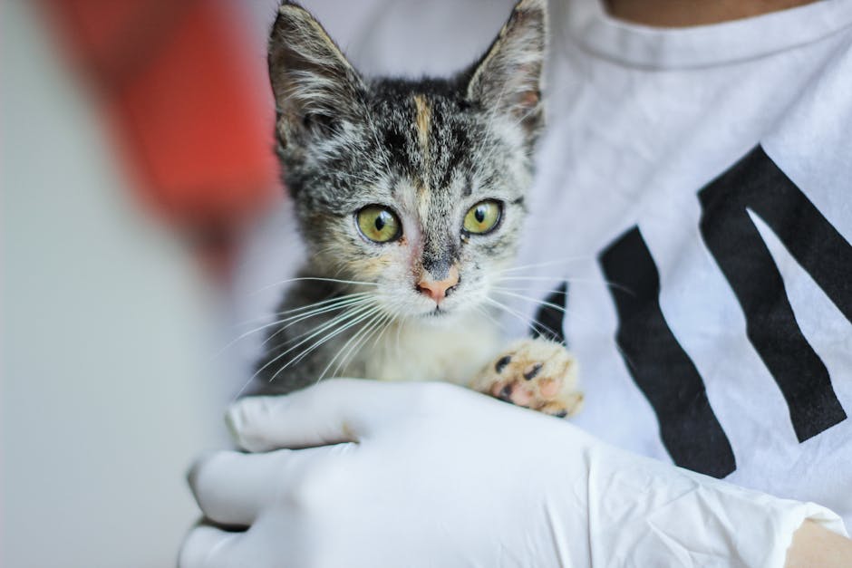 Câinii și pisicile din Sibiu au nevoie urgentă de ajutor: adăpostul Animal Life este plin