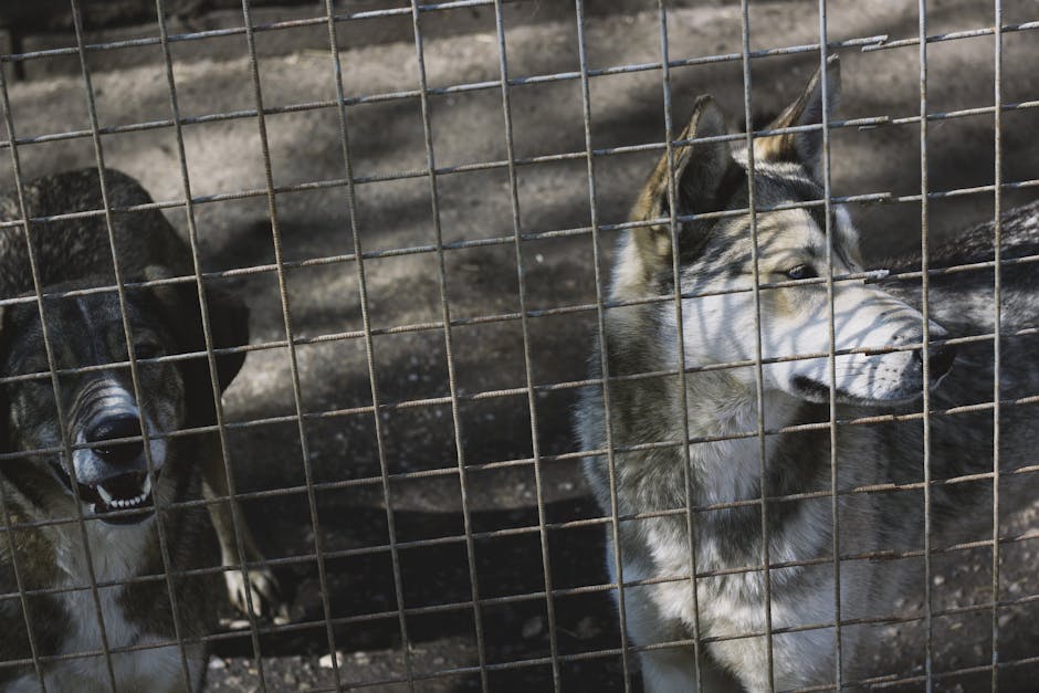 Un bărbat condamnat după ce a împușcat un câine din mașină: daune morale de 3.000 de lei