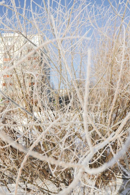 Temperaturi extrem de scăzute în Sălaj: noaptea trecută a fost record