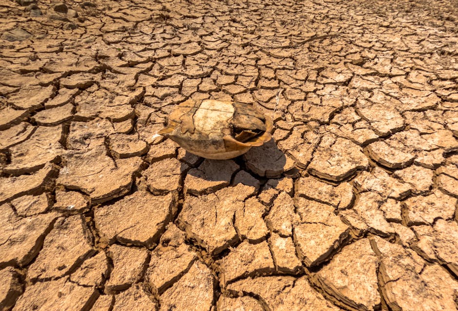 El Niño ar putea duce la un număr alarmant de decese în următoarele luni