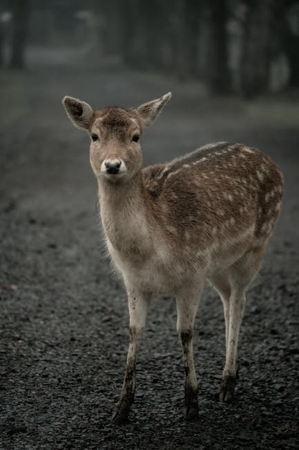 Descoperă viața nealterată a cerbilor din Parcul Natural Grădiștea Muncelului-Cioclovina