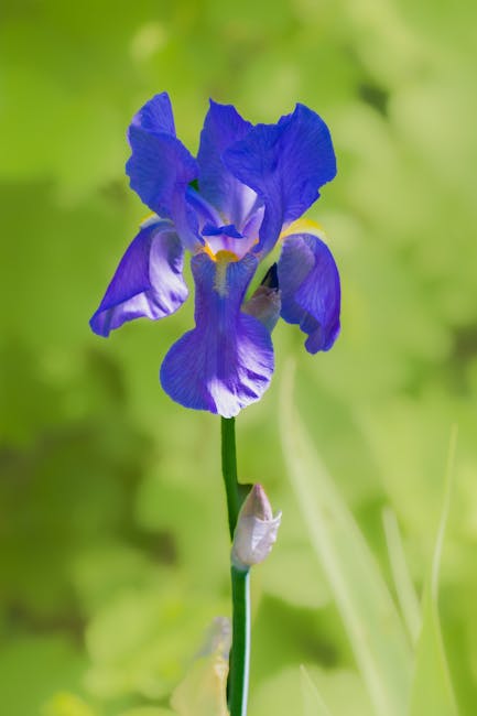 Descoperă florile uimitoare care înfloresc în aprilie