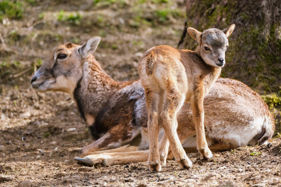 Descoperă noii pui adorabili de la Zoo Sibiu: capre, miei și mufloane!
