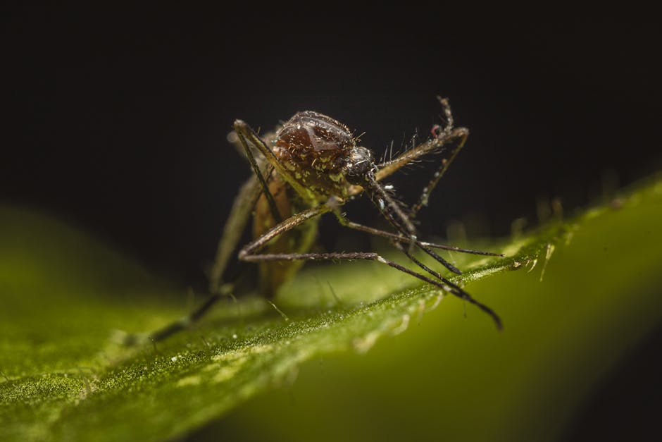 Creșterea alarmantă a infecțiilor cu virusul West Nile în 2026