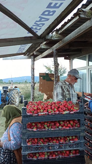 Reguli esențiale pentru micii fermieri: cum să vândă produsele agricole legal