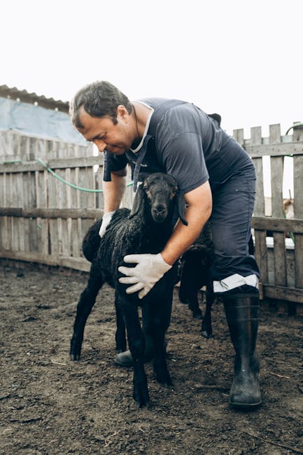 Protest pentru protecția animalelor: Sache Vet mobilizează comunitatea din Dâmbovița