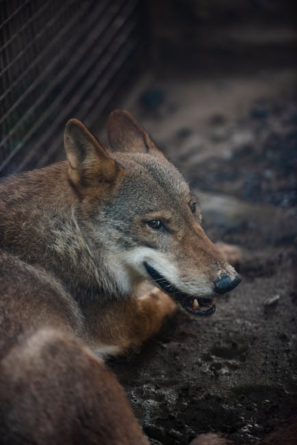 Descoperire șocantă în Picior de Munte: animale sălbatice confiscate în urma unei anchete