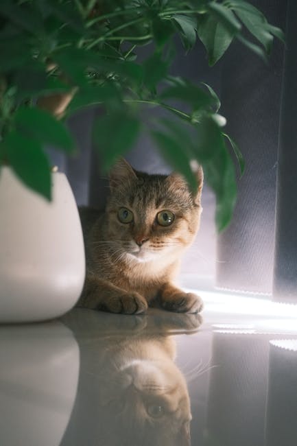 Atenție! Plantele de apartament care pot pune în pericol sănătatea animalelor tale de companie