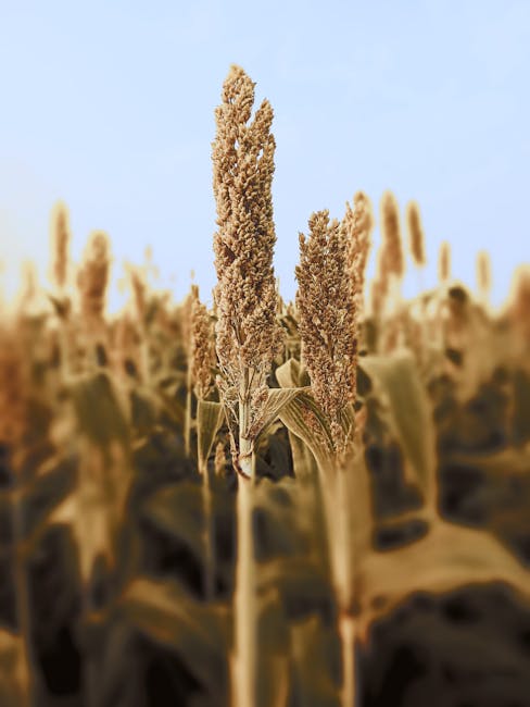 Sorgul, alternativa viabilă la porumb în agricultura modernă