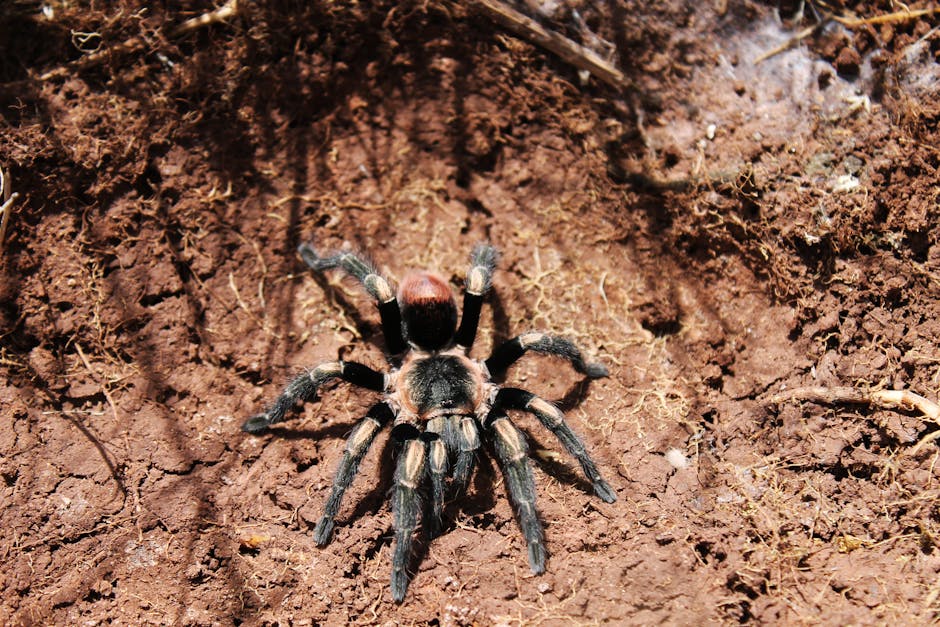 Cutia cu tarantule uitată într-un tren din Germania stârnește panică