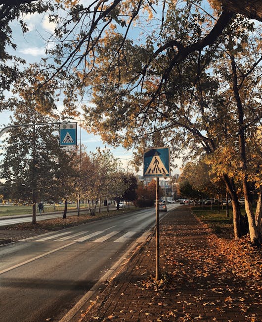 Oradea lansează un masterplan ambițios pentru arbori: cum va schimba orașul în următorul deceniu
