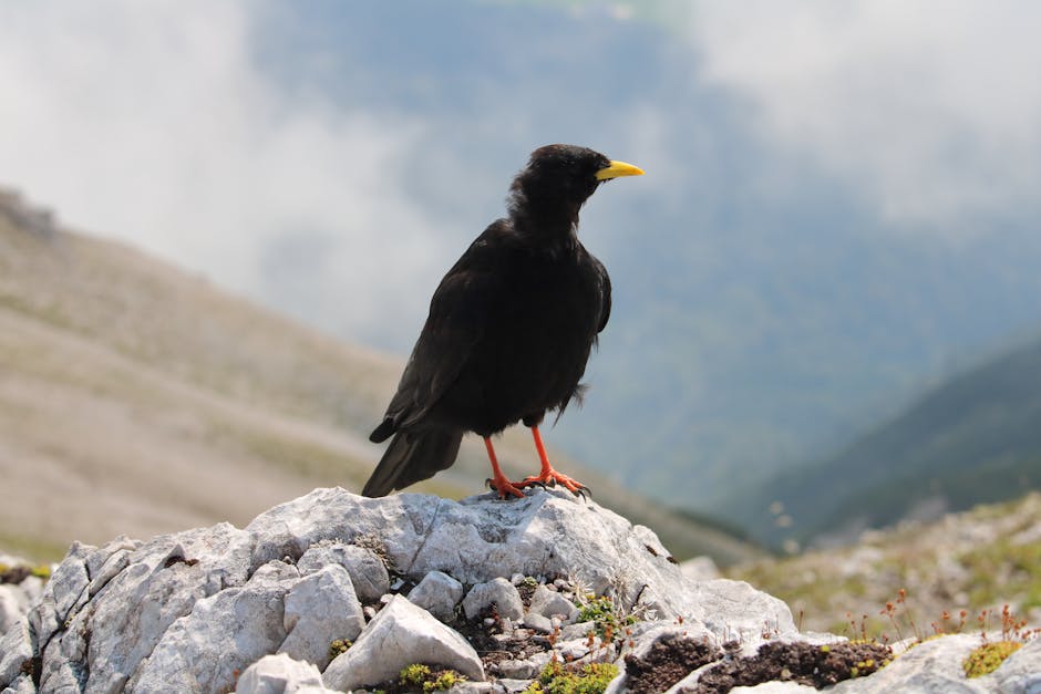 Descoperiri uimitoare în Parcul Național Retezat: specii rare de păsări surprinse pe stânci