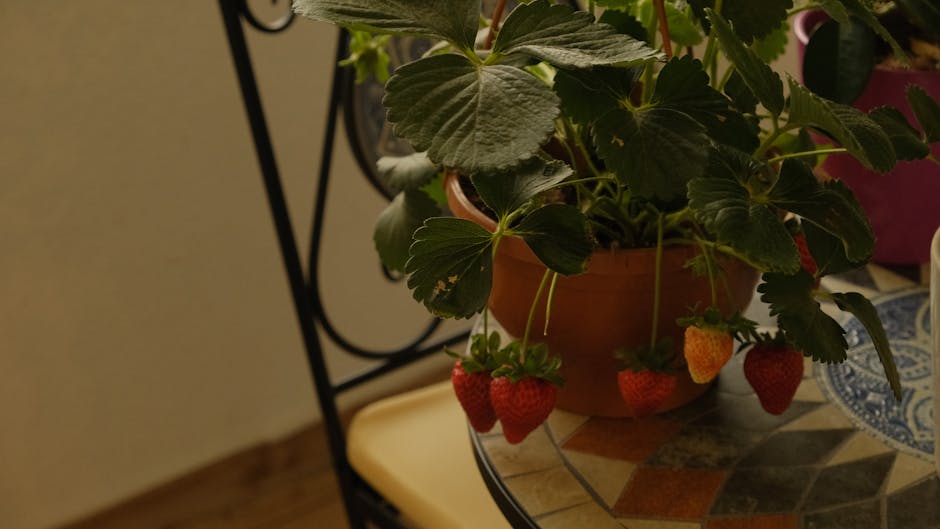 Ghid practic pentru cultivarea căpșunilor în apartament
