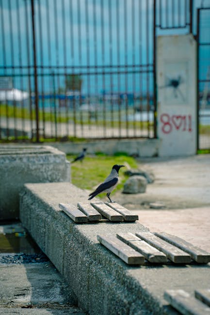 Ciorile din Baia Mare: o poveste de adaptare urbană