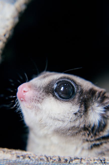 Descoperire uimitoare la Oradea: Primul pui de veveriță marsupială zburătoare din captivitate