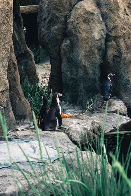 Descoperă lumea fascinantă a pinguinilor la Zoo Brașov în cadrul unei zile speciale