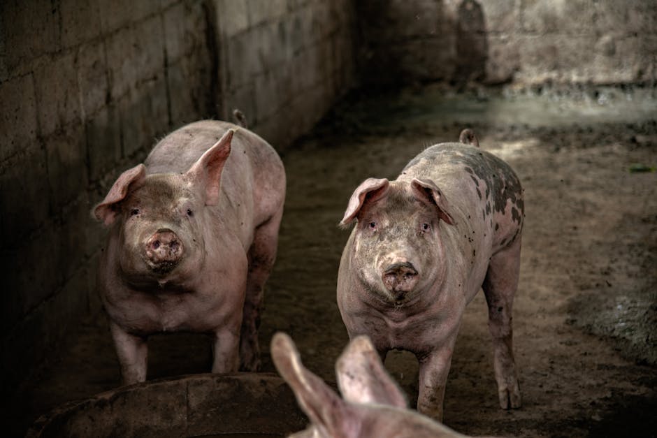 Crescătorii de porci primesc ajutoare de stat de până la 50.000 de euro