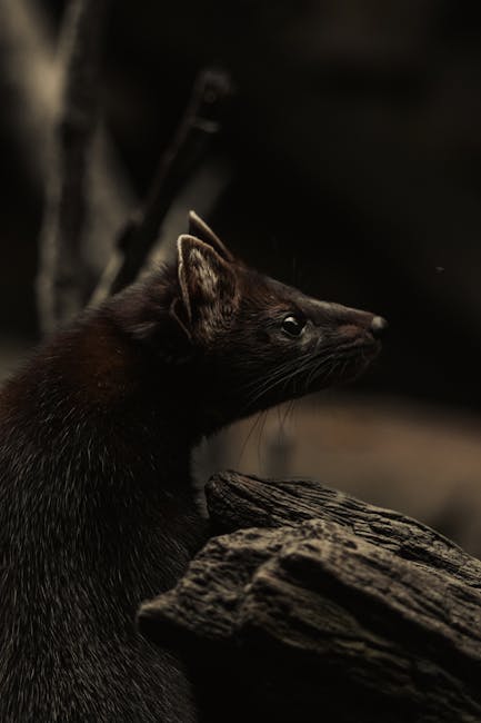 O creatură misterioasă surprinsă în Ucraina: localnicii o numesc 'chupacabra'