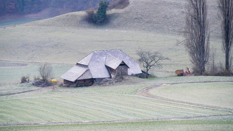 Pagube majore în Satu Mare din cauza înghețului: peste 3.200 de hectare afectate