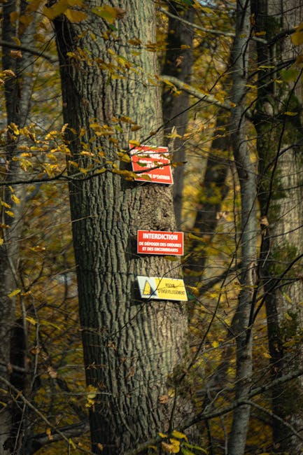 Brașov în alertă: arborii periculoși de la Cetățuia amenință siguranța publicului