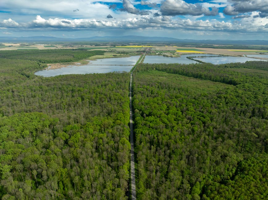 Brașovul îmbrățișează natura: 16.000 de arbuști pe fosta rampă de deșeuri