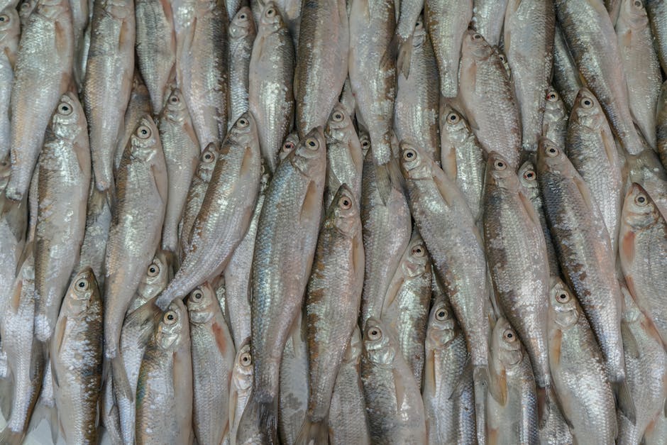 Descoperire surprinzătoare: 600 kg de scrumbie fără acte, confiscate în Tulcea