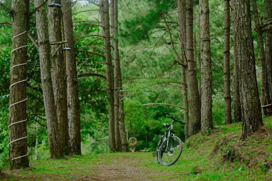 Bistrița se pregătește pentru un nou traseu de drumeție și cicloturism