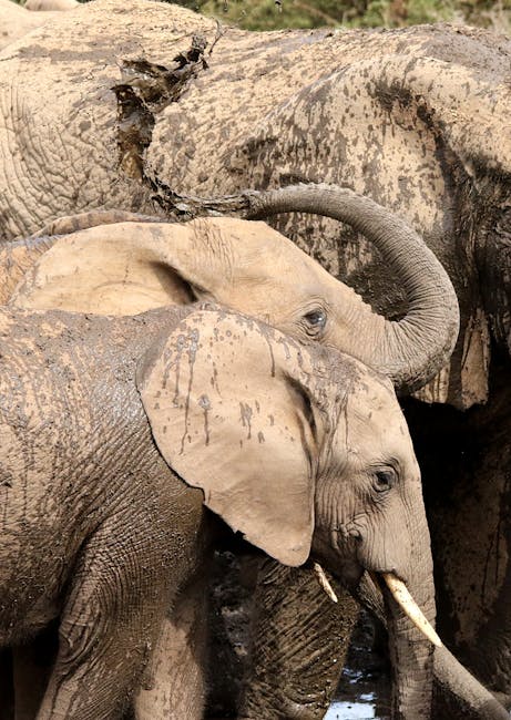Tragedie în sălbăticie: milionar american ucis de elefanți în Africa